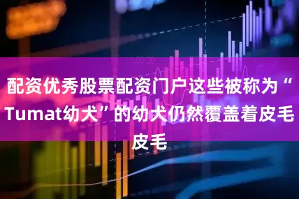 配资优秀股票配资门户这些被称为“Tumat幼犬”的幼犬仍然覆盖着皮毛